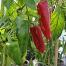 25 Sweet Marconi Rosso Pepper Seeds Italian Pepper Nongmo Variety Sizes Sold Buy Seeds Online