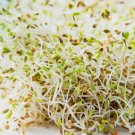 1500 Alfalfa Sprouting Seeds Nongmo Organic Buy Seeds Online