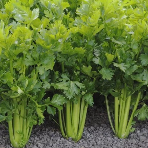 2000 Celery Seeds  Tall Utah  Nongmo, Heirloom Garden Vegetable Seeds  Buy Seeds Online