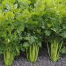2000 Celery Seeds  Tall Utah  Nongmo, Heirloom Garden Vegetable Seeds  Buy Seeds Online