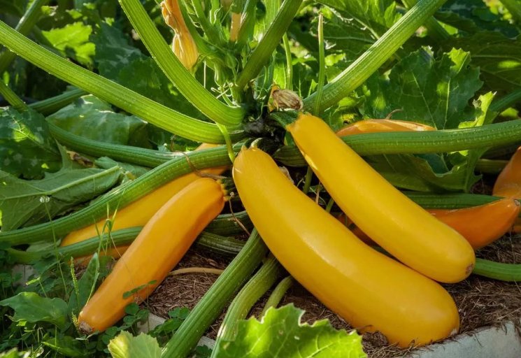 15 Golden Zucchini Summer Squash Seeds, Goldmine Zucchini, Nongmo Buy Seeds Online