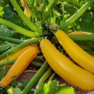 15 Golden Zucchini Summer Squash Seeds, Goldmine Zucchini, Nongmo Buy Seeds Online