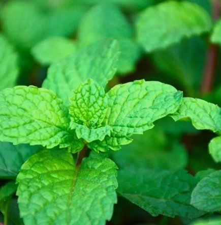 1200 Nongmo Heirloom Herb Mint Seeds Mentha Spicata Buy Seeds Online