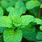 1200 Nongmo Heirloom Herb Mint Seeds Mentha Spicata Buy Seeds Online