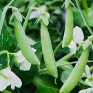 10 Sugar Ann Snap Pea Seeds, Early And Compact, Heirloom, Nongmo Buy Seeds Online