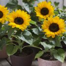 15 Dwarf Sunspot Sunflower Seeds, Compact, Helianthus Annuus, Nongmo  Buy Seeds Online