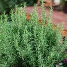 50 Rosemary Seeds Evergreen Shrub Culinary Perennial Garden Container Herb Buy Seeds Online