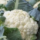 200 Cauliflower Snowball Y Improved, Cruciferous, Nongmo, Self Blanching Buy Seeds Online