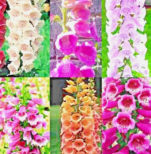 3000 Foxglove Mix Seeds Spring Perennial Flowers Excelsior Hummingbirds  Buy Seeds Online