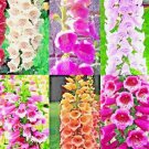 3000 Foxglove Mix Seeds Spring Perennial Flowers Excelsior Hummingbirds  Buy Seeds Online