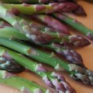 50 Mary Washington Asparagus Seeds, NonGmo, Healthy Vegetable Buy Seeds Online