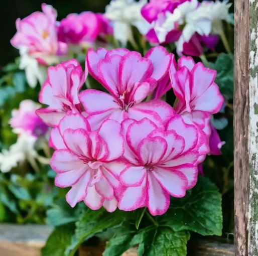 100 Seeds Packet Geranium Seeds Fresh Harvest  Non Gmo  Fragrant Style 1 Buy Seeds Online