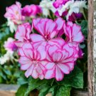 100 Seeds Packet Geranium Seeds Fresh Harvest  Non Gmo  Fragrant Style 1 Buy Seeds Online