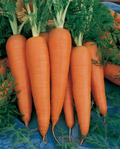 300 Danvers Carrot Seeds Heirloomseedguy 2025 NonGmo Buy Seeds Online