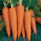 300 Danvers Carrot Seeds Heirloomseedguy 2025 NonGmo Buy Seeds Online
