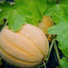 25 Hales Best Jumbo Melon Seeds, NonGmo, Cantaloupe, Muskmelon Buy Seeds Online