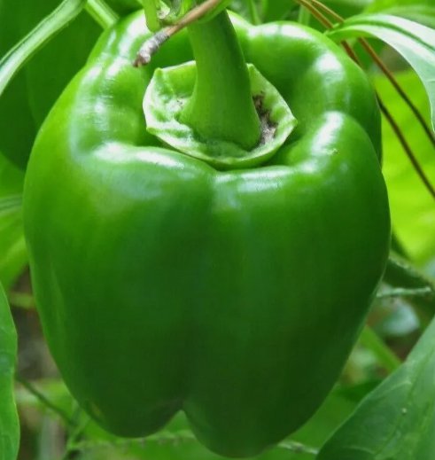 30 Green Bell Pepper Seeds "Emerald Giant" Sweet Pepper NonGmo Buy Seeds Online