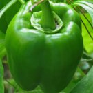 30 Green Bell Pepper Seeds "Emerald Giant" Sweet Pepper NonGmo Buy Seeds Online