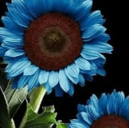 50 Midnight Oil Blue Sunflower Seeds Plants Garden Planting Colorful Buy Seeds Online