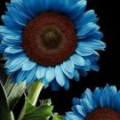 50 Midnight Oil Blue Sunflower Seeds Plants Garden Planting Colorful Buy Seeds Online