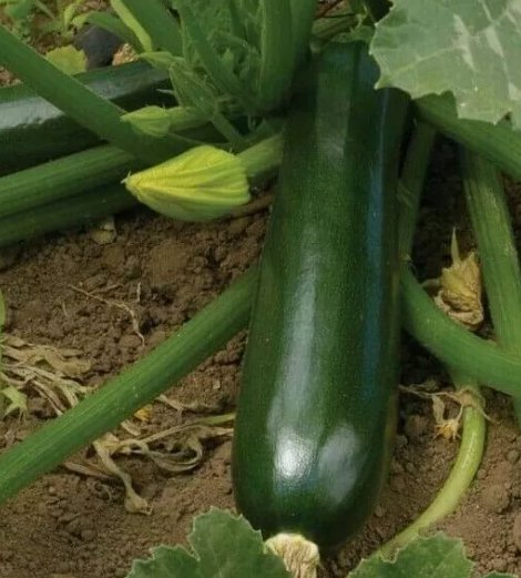 30 Zucchini Seeds Black Beauty Squash Vegetables Cooking Culinary Buy Seeds Online