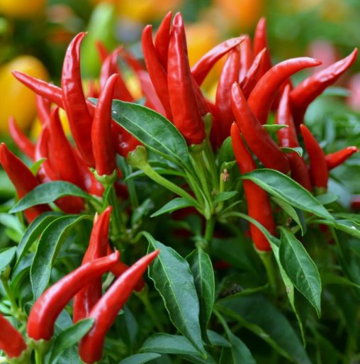 20 Thai Chili SuperHot Seeds NonGmo OrganicHot Pepper Buy Seeds Online