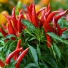20 Thai Chili SuperHot Seeds NonGmo OrganicHot Pepper Buy Seeds Online