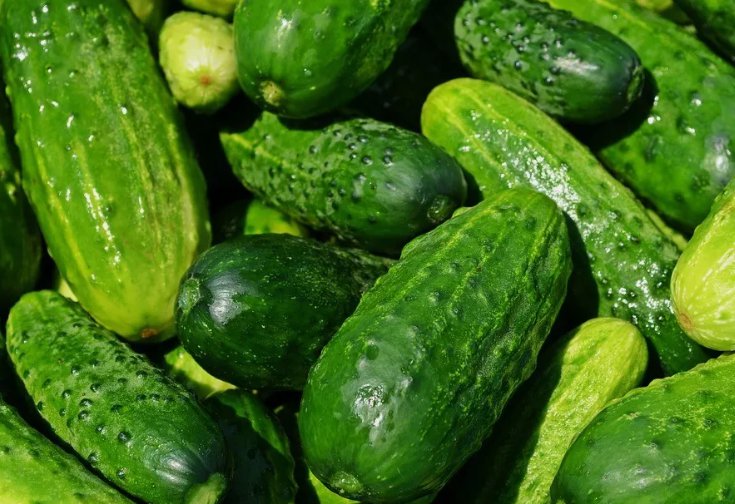 30 Spacemaster Cucumber Seeds, NonGmo, Compact Cucumber Plant Buy Seeds Online