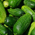 30 Spacemaster Cucumber Seeds, NonGmo, Compact Cucumber Plant Buy Seeds Online