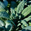 250 Lacinato Kale Seeds, Italian Dinosaur Kale, NonGmo, Cruciferous Buy Seeds Online