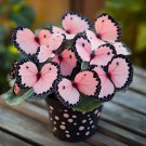 40 Moonlight Butterfly Begonia Flower Seeds Beautiful Spring Plant Pink Buy Seeds Online