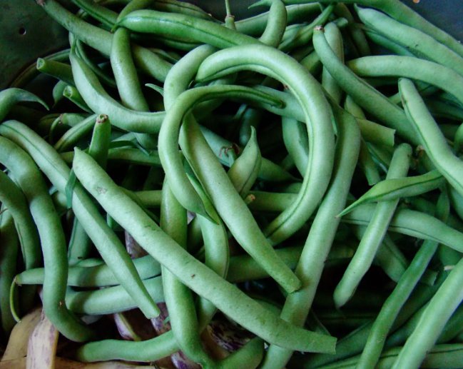 10 Blue Lake Bush 274 Green Bean Seeds, NonGmo, Heirloom Buy Seeds Online