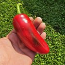 25 Mammoth JalapenoHot Pepper Seeds  Fresh Heirloom Buy Seeds Online