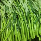 50 Thai Water Spinach Seeds Ong Choy Kangkong Kong Xin Cai Garden Vegetable  Buy Seeds Online