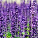 25,000 Lavender Seeds For Planting  Common English Herb Lavender Non Gmo Buy Seeds Online