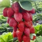 200 Seeds Red Strawberry Giant Largest Fruit Organic Everbearing Seeds Buy Seeds Online