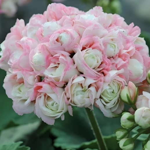 15 Appleblossom Geranium Seeds Plants Garden Grow Your Own Buy Seeds Online