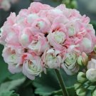 15 Appleblossom Geranium Seeds Plants Garden Grow Your Own Buy Seeds Online