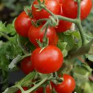 50 Cherry Tomato Seeds Large Red Heirloom Non-Gmo 1025 Buy Seeds Online