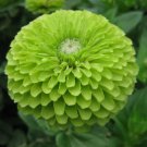 100 Green Zinnia Flower Seeds "Envy" Garden Bees Birds Annual  Buy Seeds Online