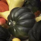 15 Table Queen Acorn Winter Squash Seeds, Nongmo, Variety Sizes,  Buy Seeds Online