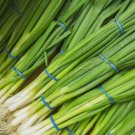 250 Evergreen White Bunching Seeds Onion Seeds Collection, Nongmo  Buy Seeds Online