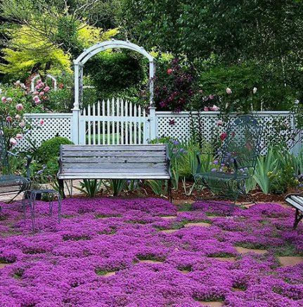 300 Creeping Thyme Seeds Nongmo  Herb Seeds Seed Store 1159  Buy Seeds Online