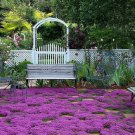 300 Creeping Thyme Seeds Nongmo  Herb Seeds Seed Store 1159  Buy Seeds Online