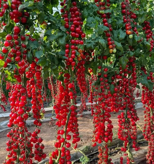 100 Waterfall Tomatoes Seeds  Sweet  High Yield  Heirloom  Organic  Rare  Buy Seeds Online