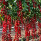 100 Waterfall Tomatoes Seeds  Sweet  High Yield  Heirloom  Organic  Rare  Buy Seeds Online