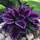 25 Seeds Purple Tip Calathea Couture Flower Indoor Or Outdoor Beautiful Plant  Buy Seeds Online