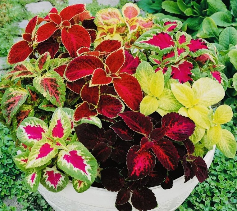 Coleus Rainbow Mix Flower Seeds Non Gmo Fresh Harvest  Buy Seeds Online