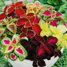 Coleus Rainbow Mix Flower Seeds Non Gmo Fresh Harvest  Buy Seeds Online