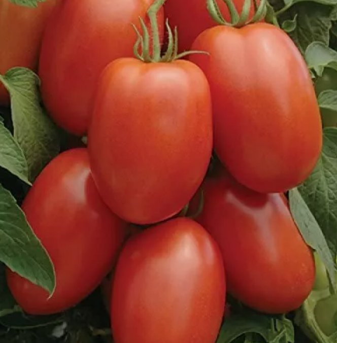 50 Roma Tomato Seeds Heirloom  NonGmo  Seed Store 1026 Buy Seeds Online